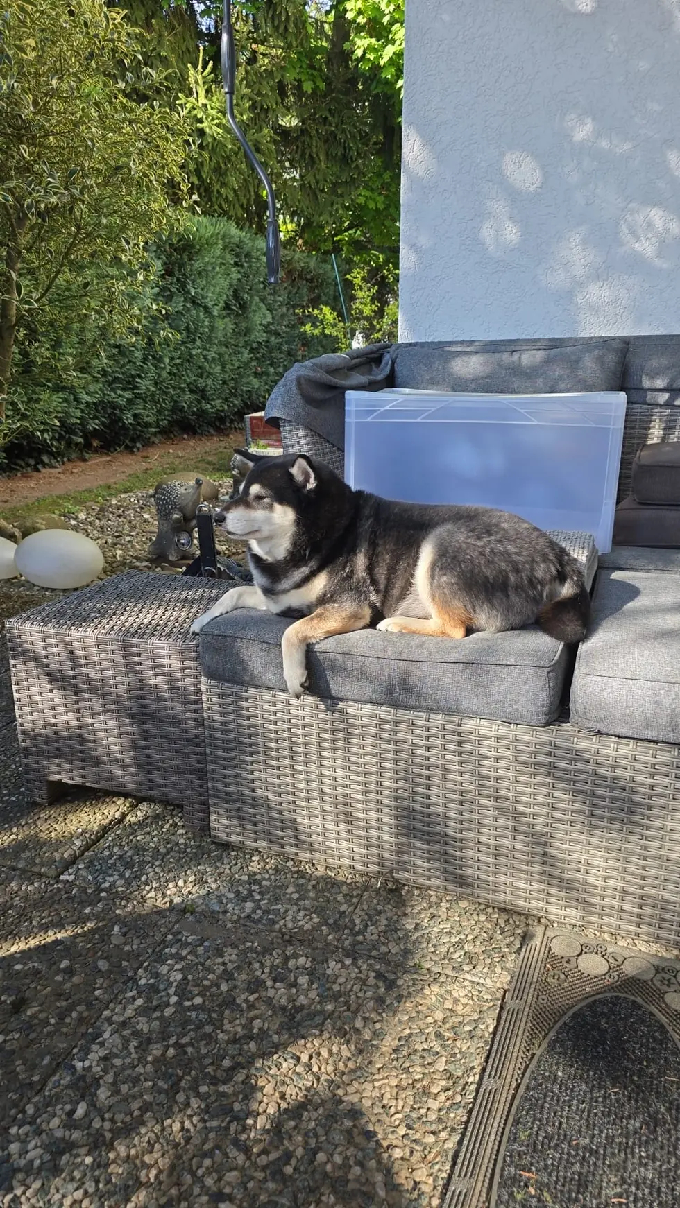 Mr. Smoky, a black and tan Shiba Inu, relaxing outside on a patio sofa.