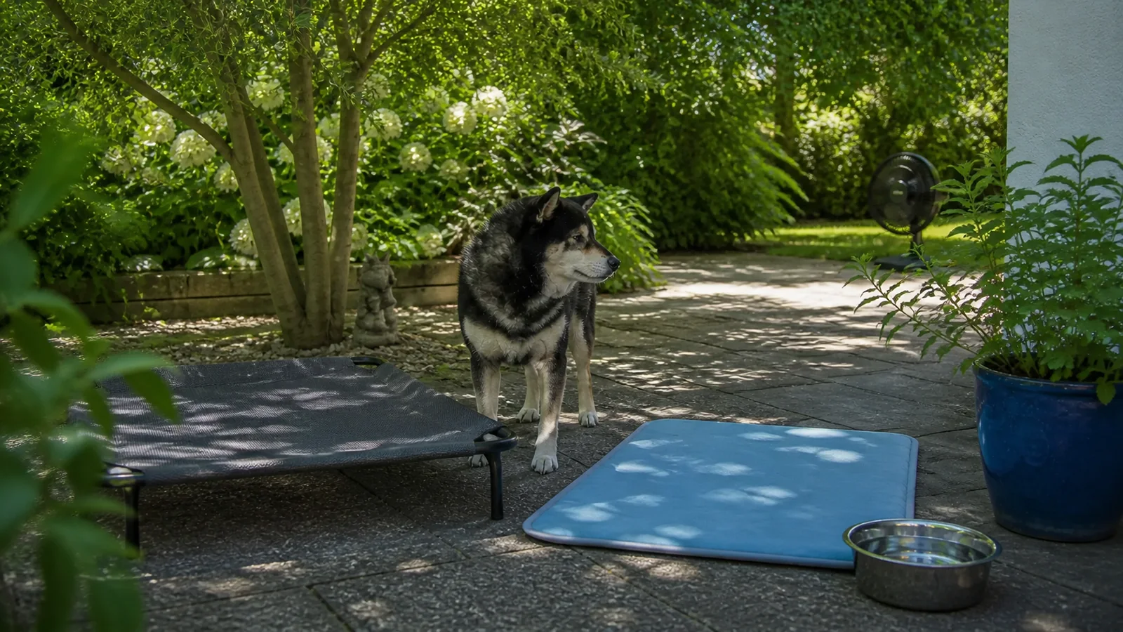 Illustrative scene of Mr. Smoky choosing between a shaded elevated cot and a flat cooling mat beside fresh water