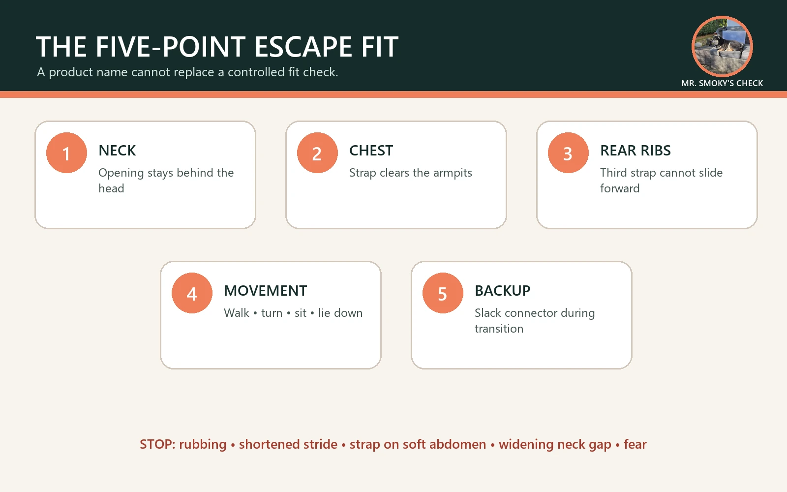 Five-point escape-proof dog harness fit check featuring Mr. Smoky